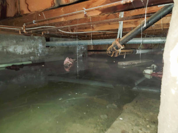 Best Water damage cleanup near me  in Fremont, OH